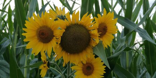 Sonnenblumen